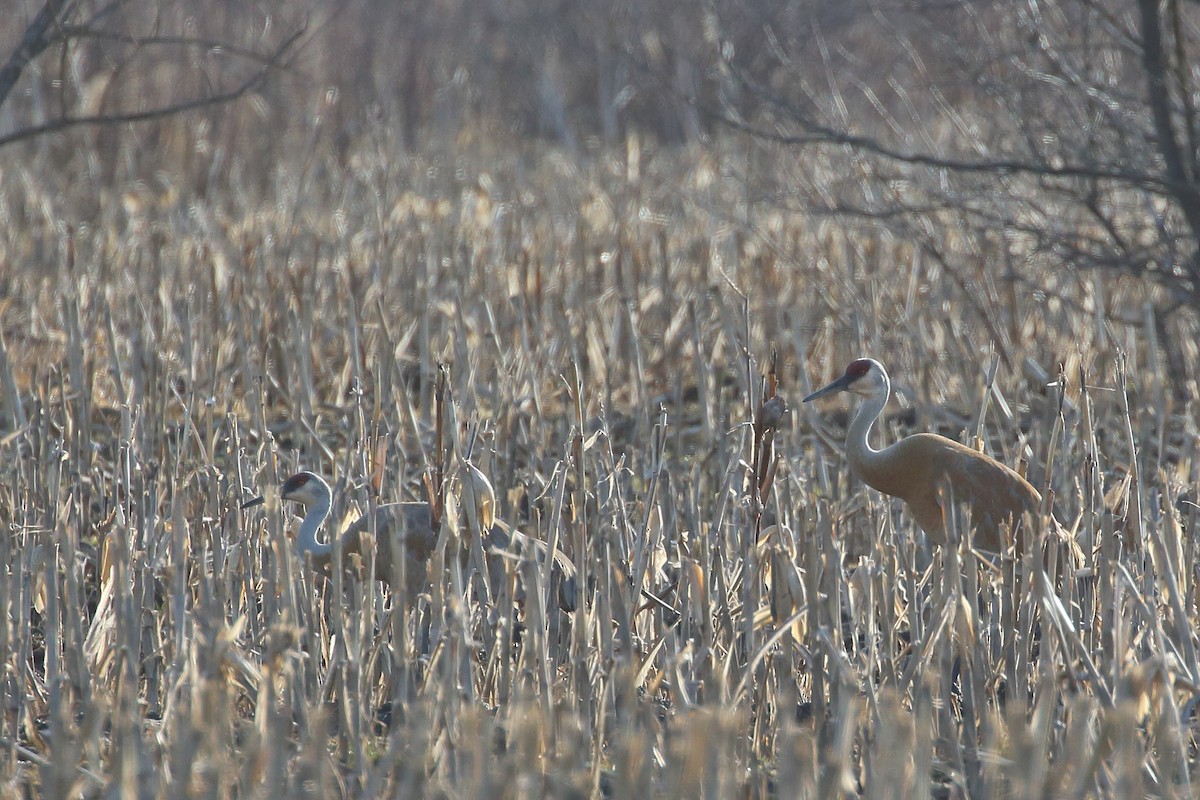 Sandhill Crane - ML425590761