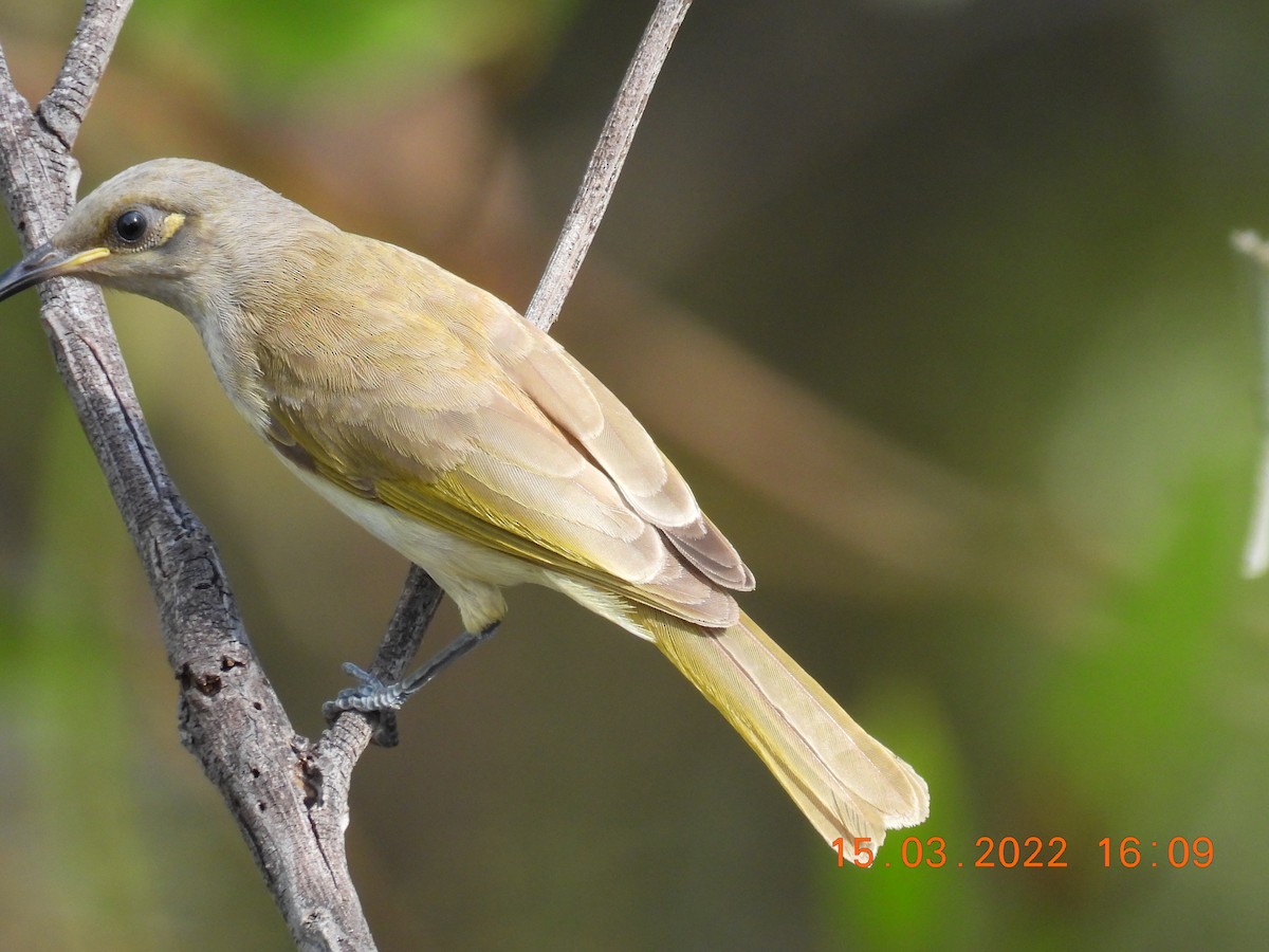 Brown Honeyeater - ML425591871