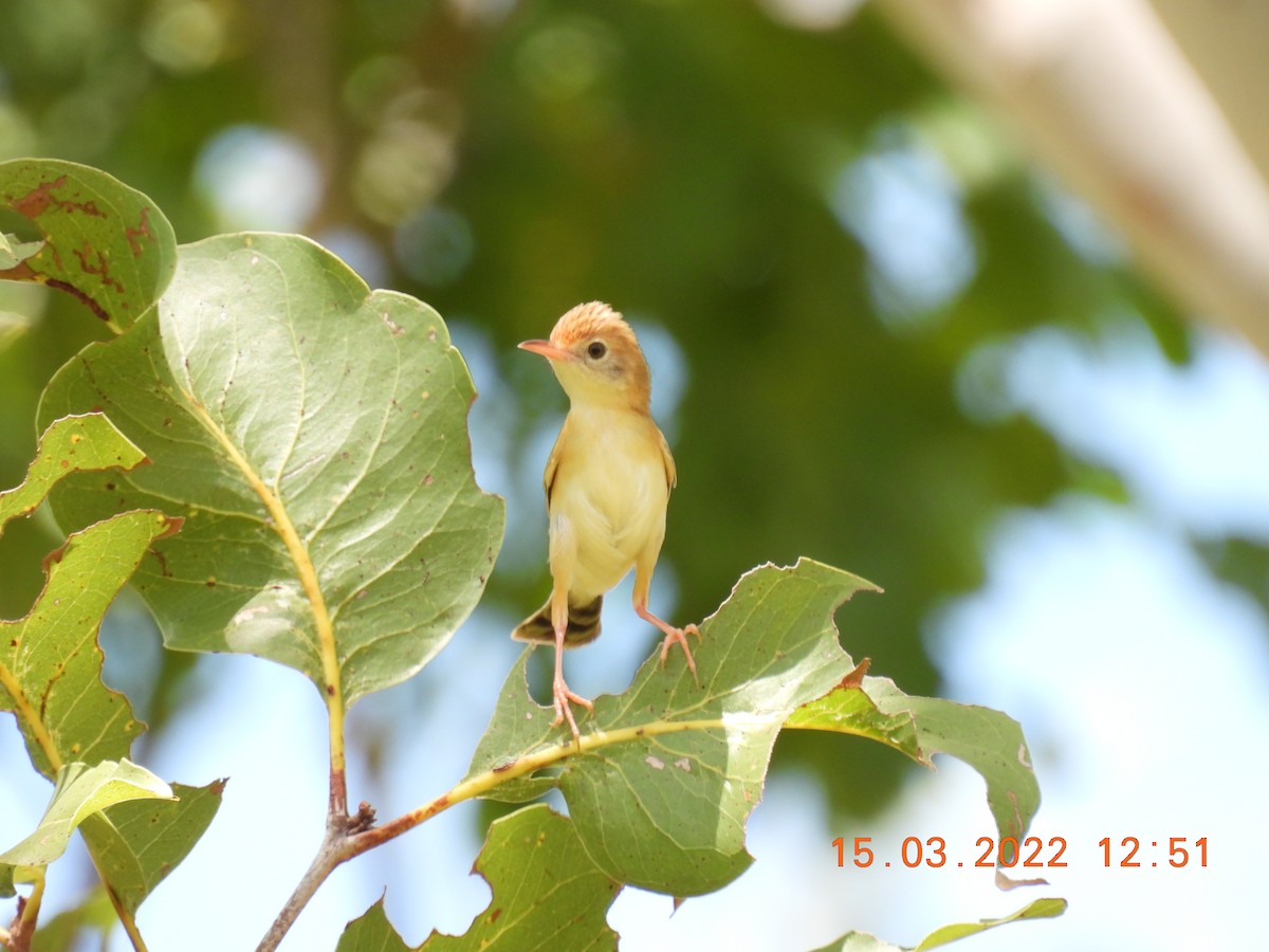 Golden-headed Cisticola - ML425592111