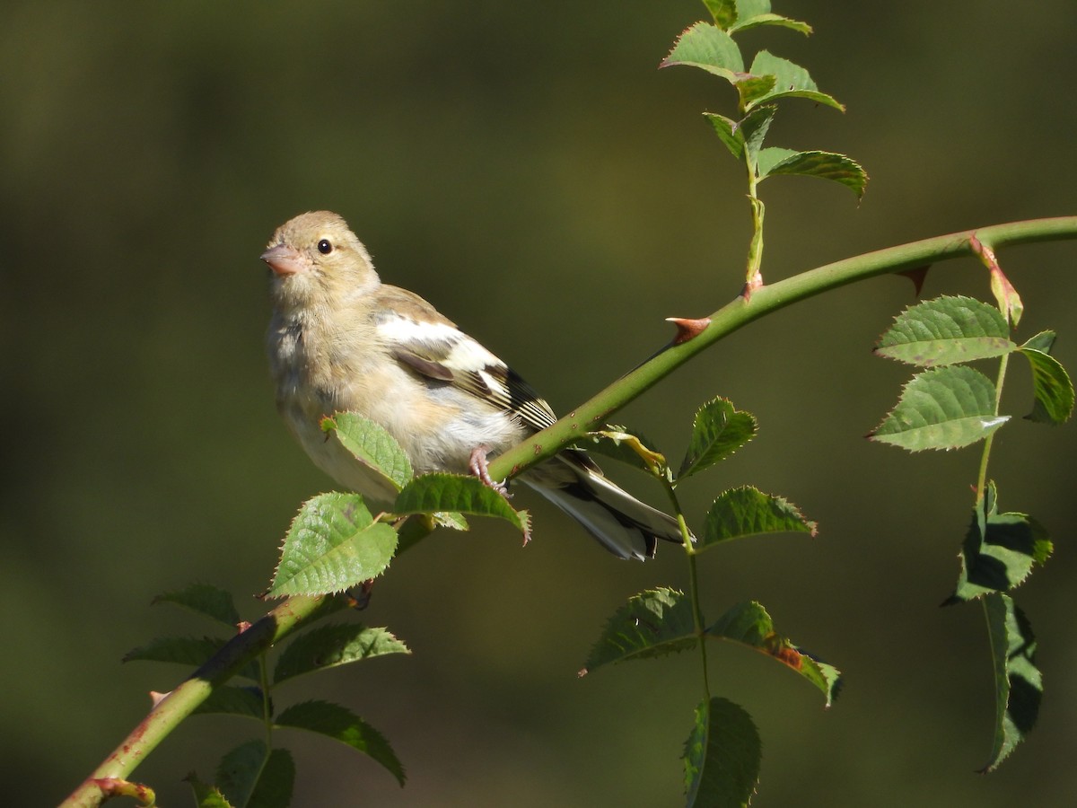 Common Chaffinch - ML425592921