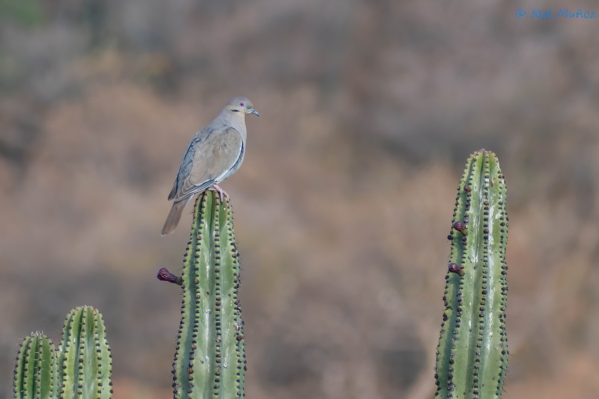 White-winged Dove - ML425594651