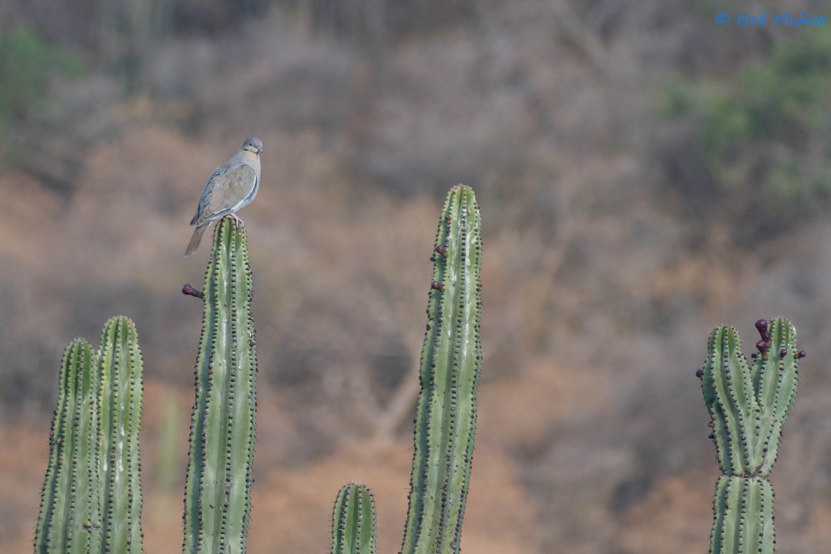 White-winged Dove - ML425594791