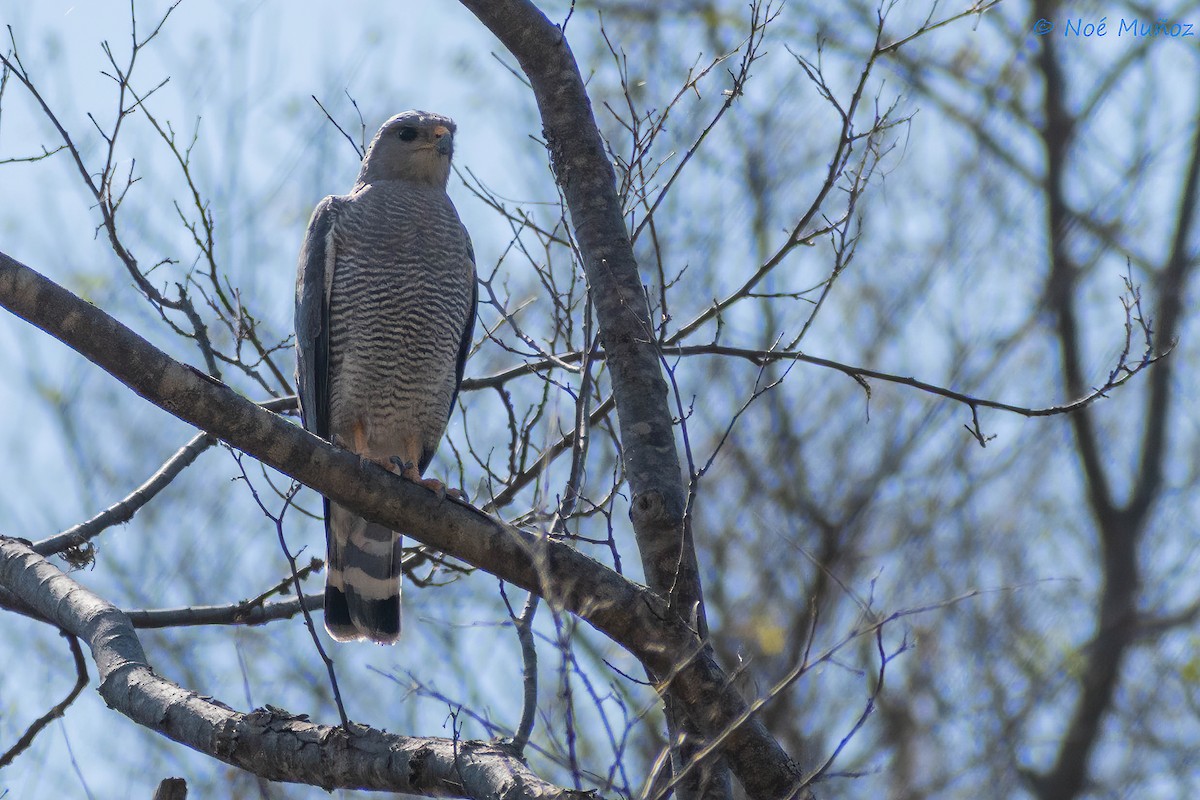 Gray Hawk - ML425595571