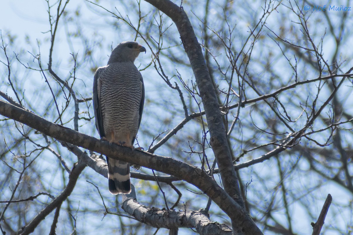 Gray Hawk - ML425595581