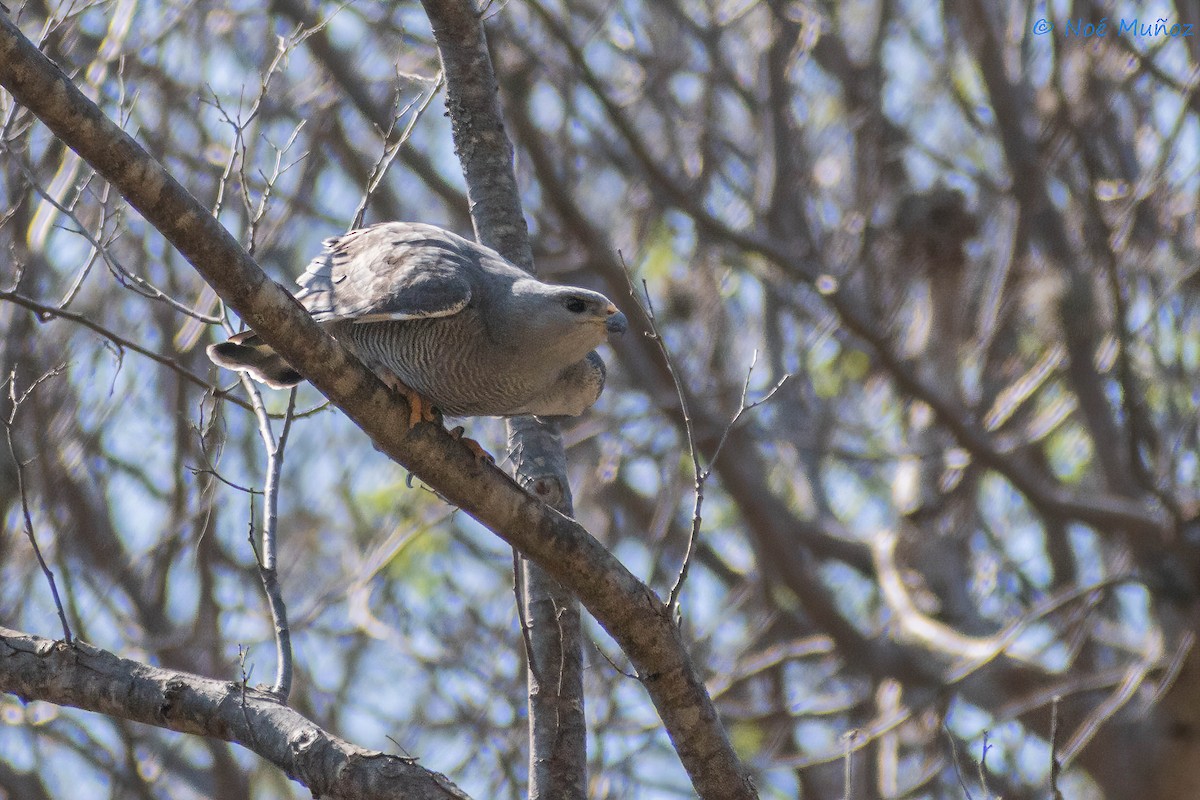 Gray Hawk - ML425595591