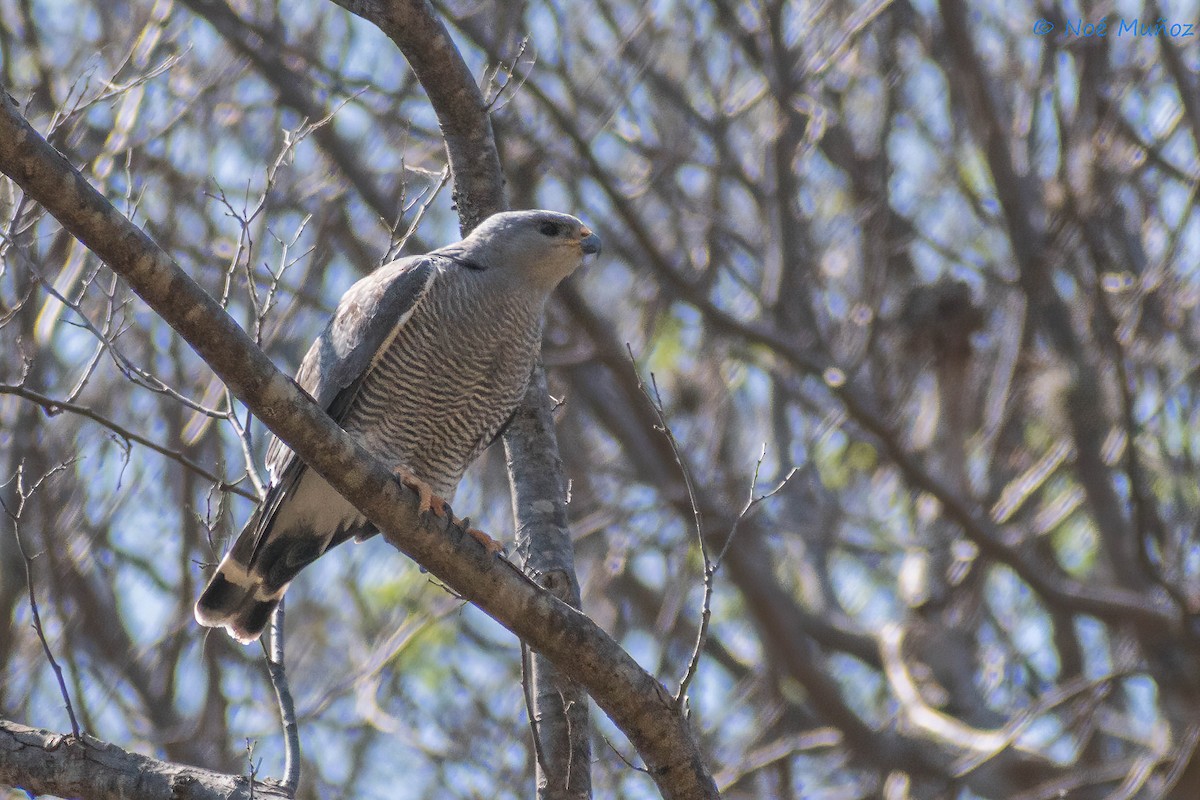Gray Hawk - ML425595621