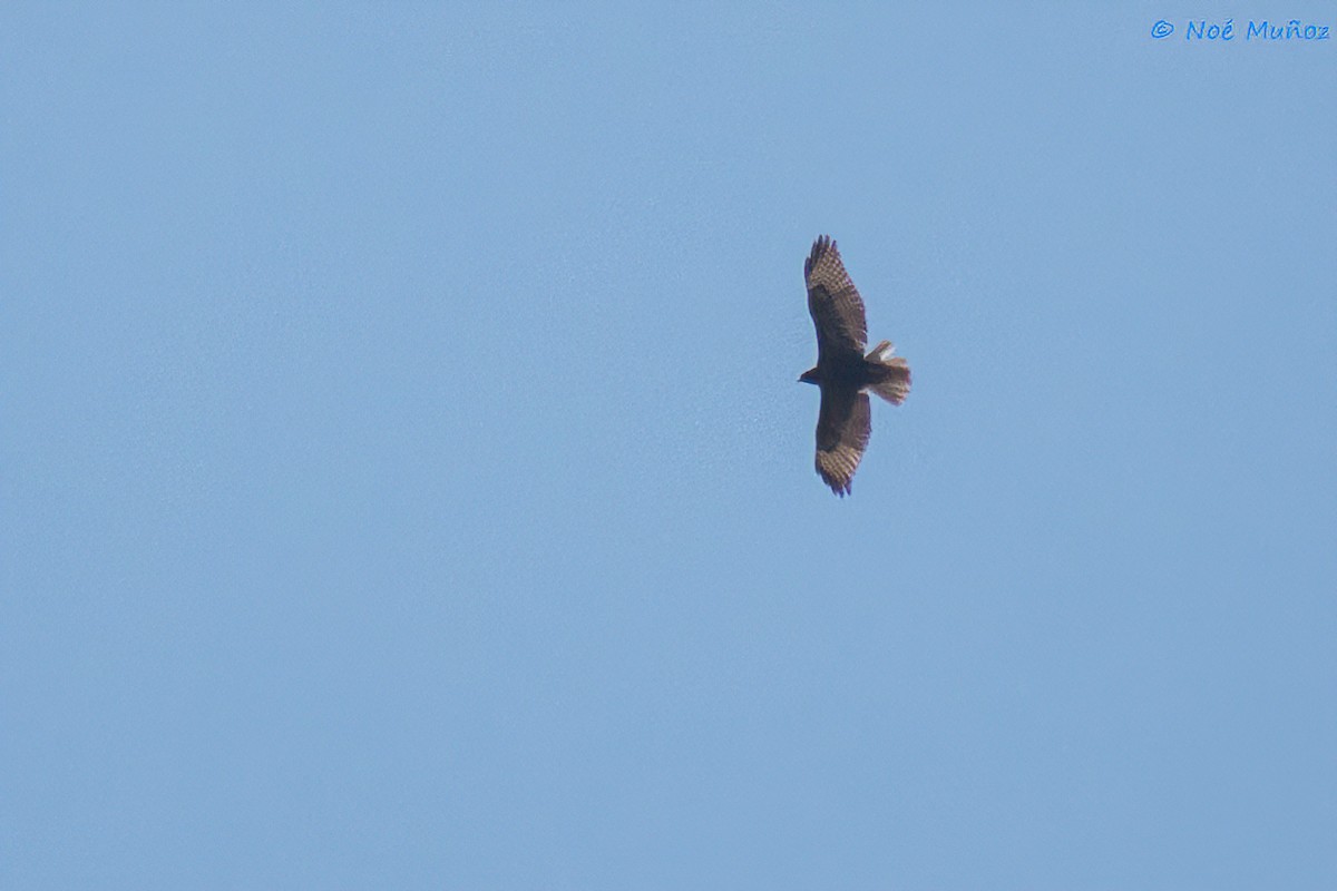 Zone-tailed Hawk - ML425595641