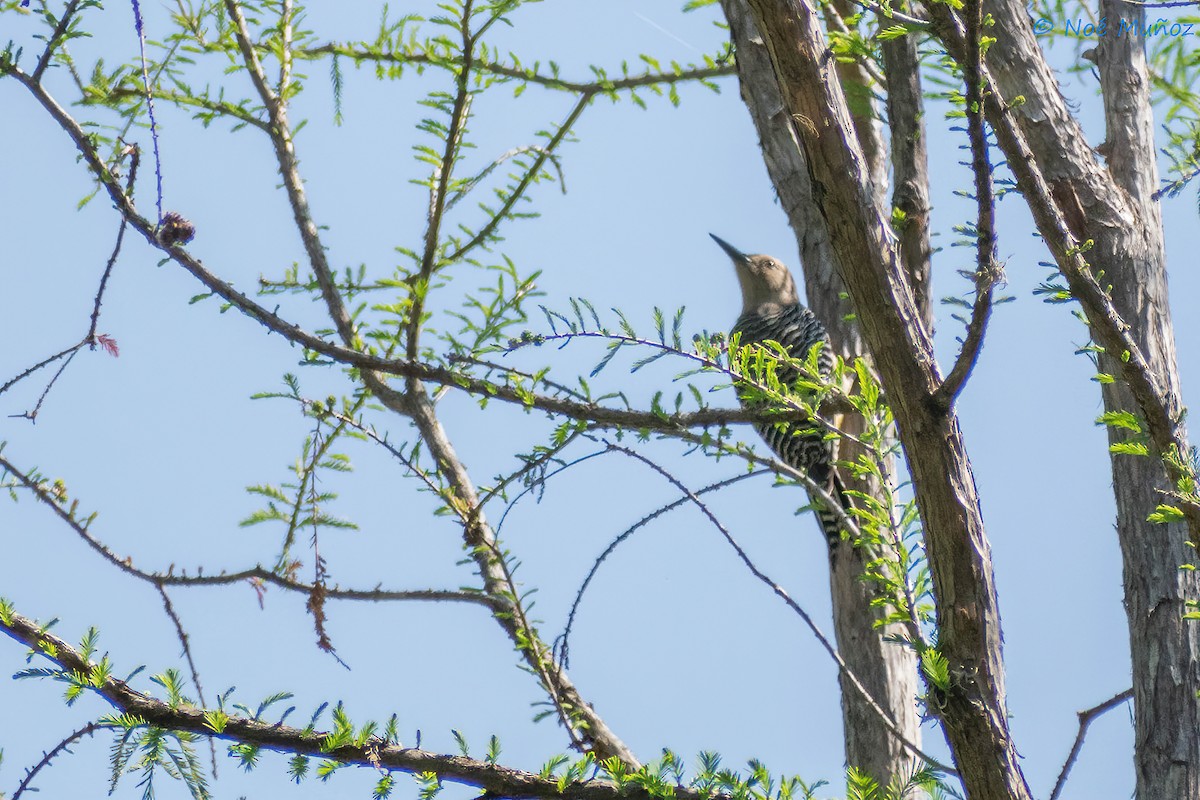 Gila Woodpecker - ML425595911