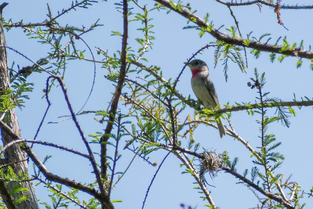 Rose-throated Becard - ML425596171