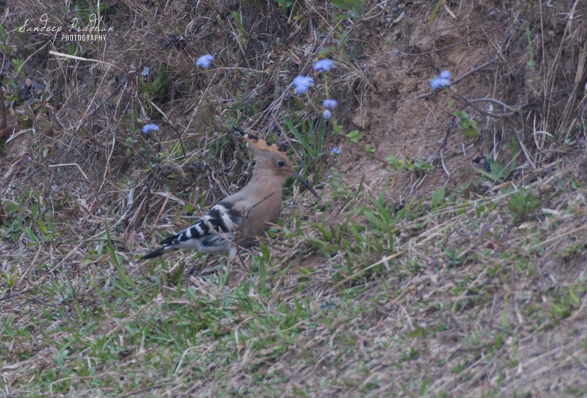 Eurasian Hoopoe - Sandeep Pradhan