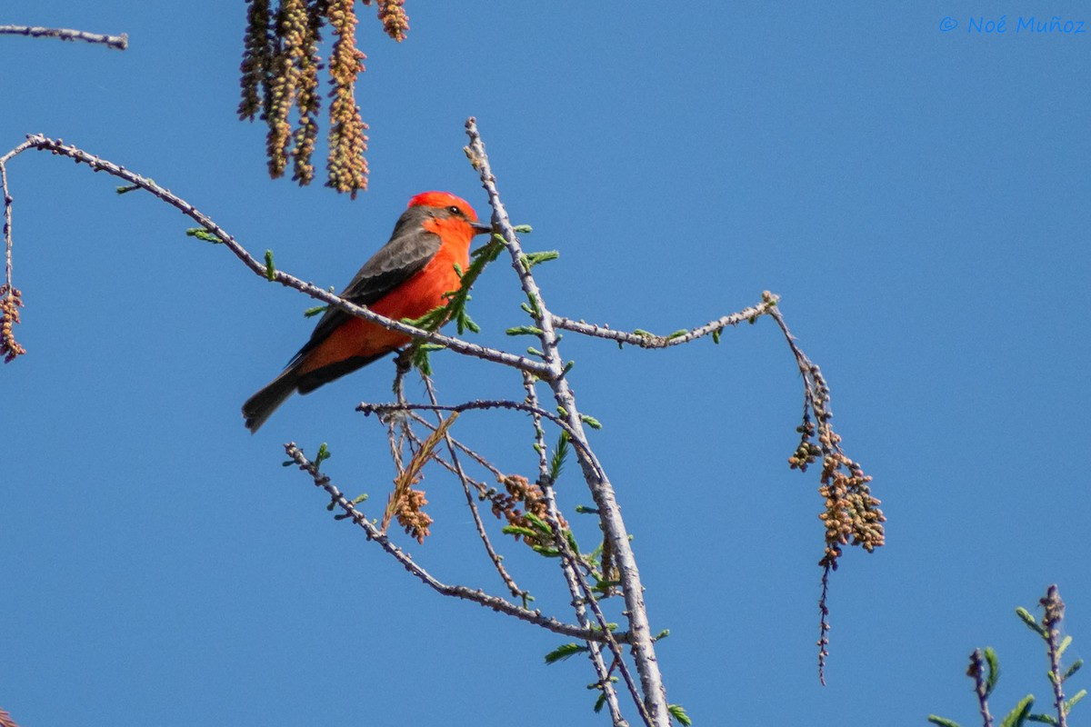 Vermilion Flycatcher - ML425596931