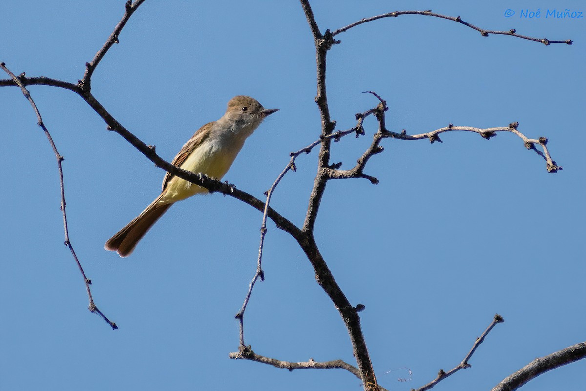 Nutting's Flycatcher - ML425597351