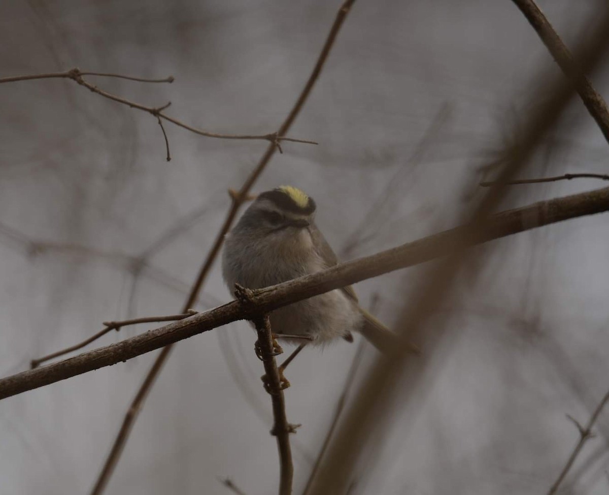 Golden-crowned Kinglet - ML425597531