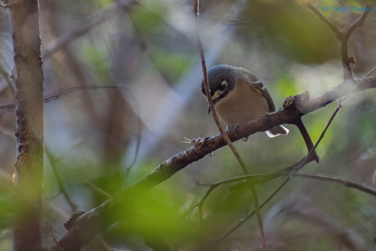 Black-capped Vireo - ML425597741