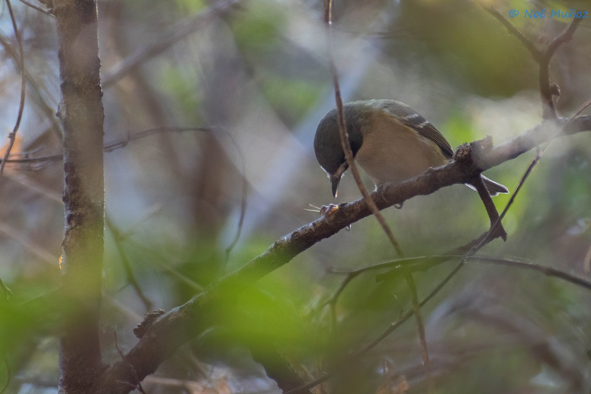 Black-capped Vireo - ML425597761
