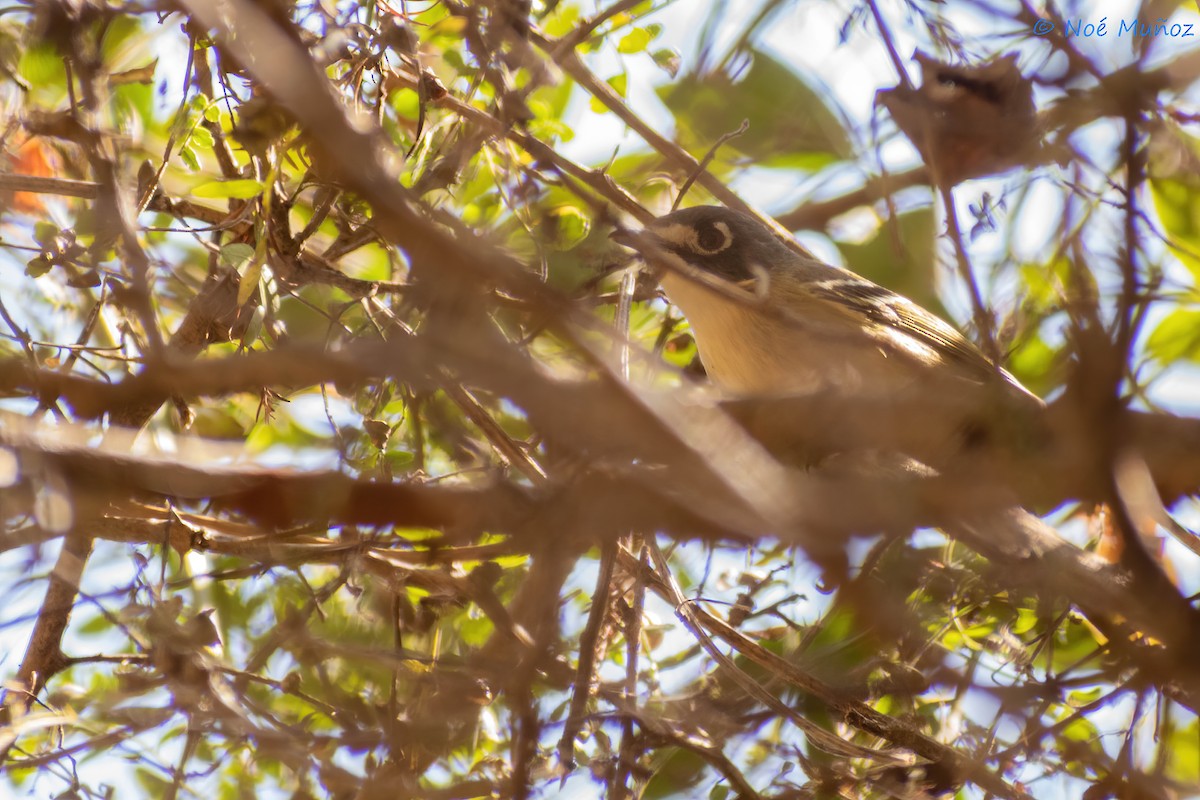 Black-capped Vireo - ML425597771