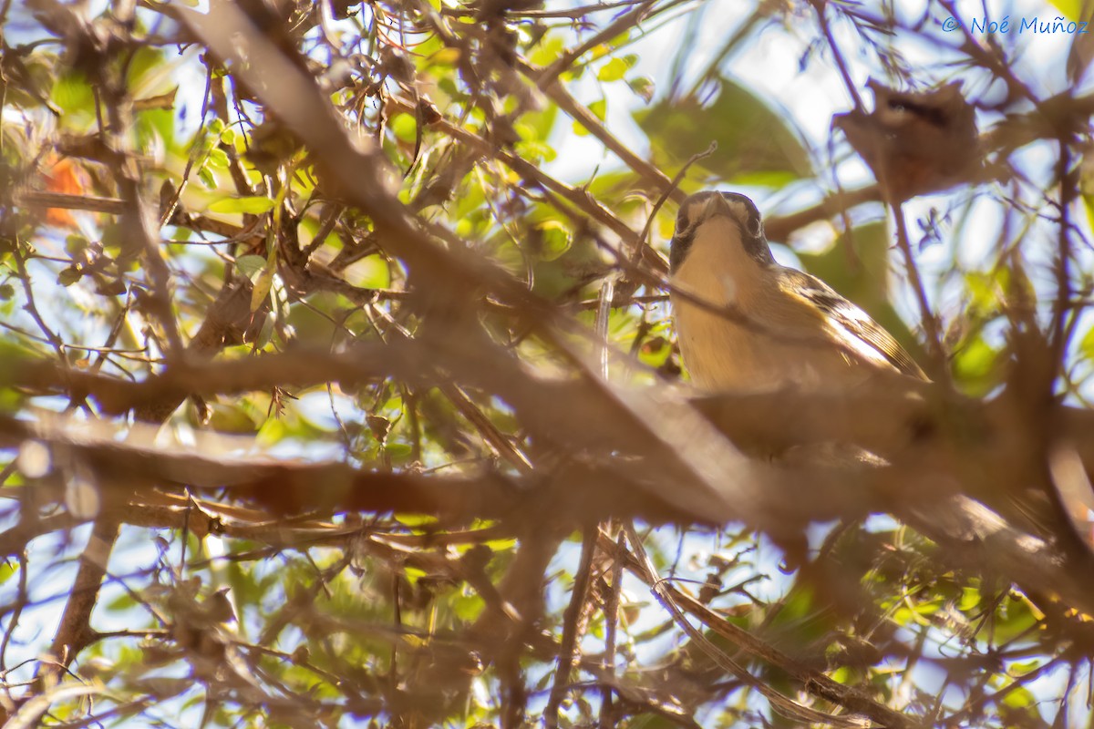 Black-capped Vireo - ML425597791