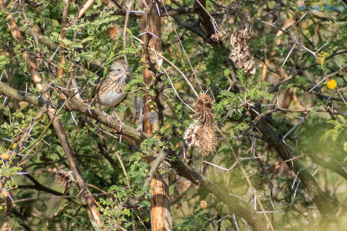 Lincoln's Sparrow - ML425598641