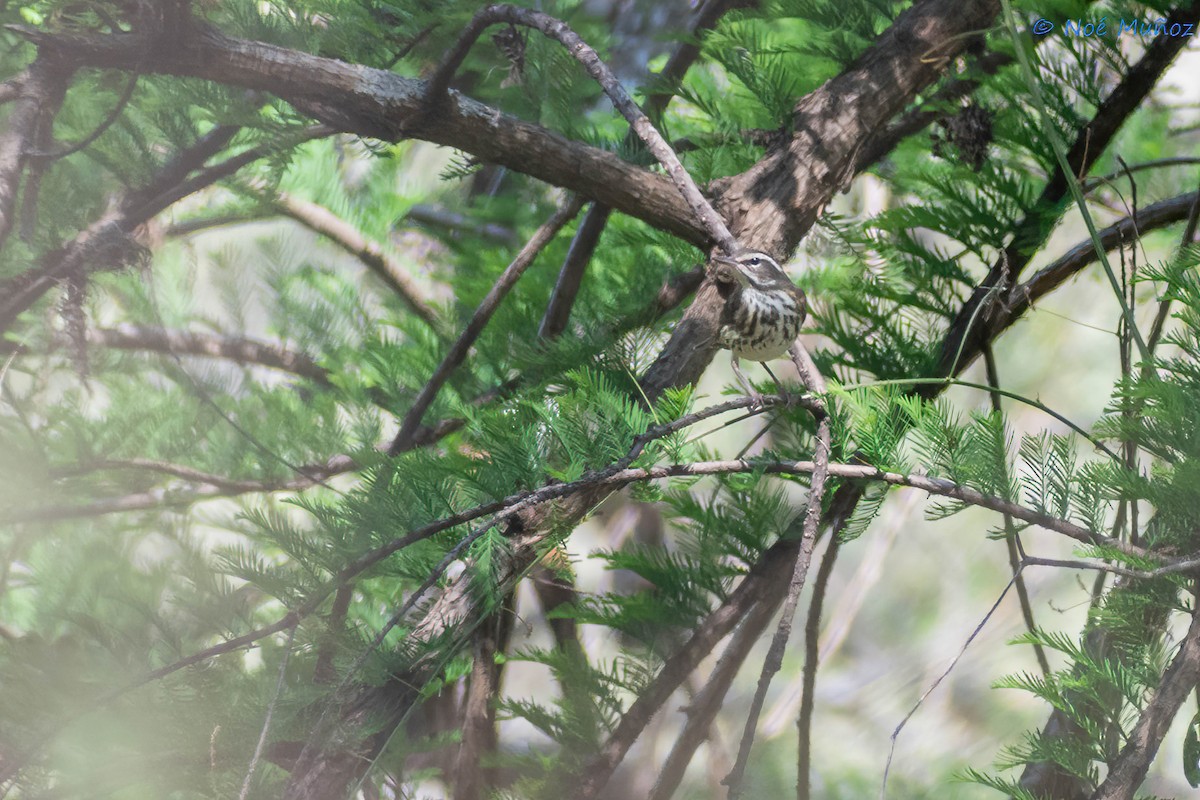 Louisiana Waterthrush - ML425598781