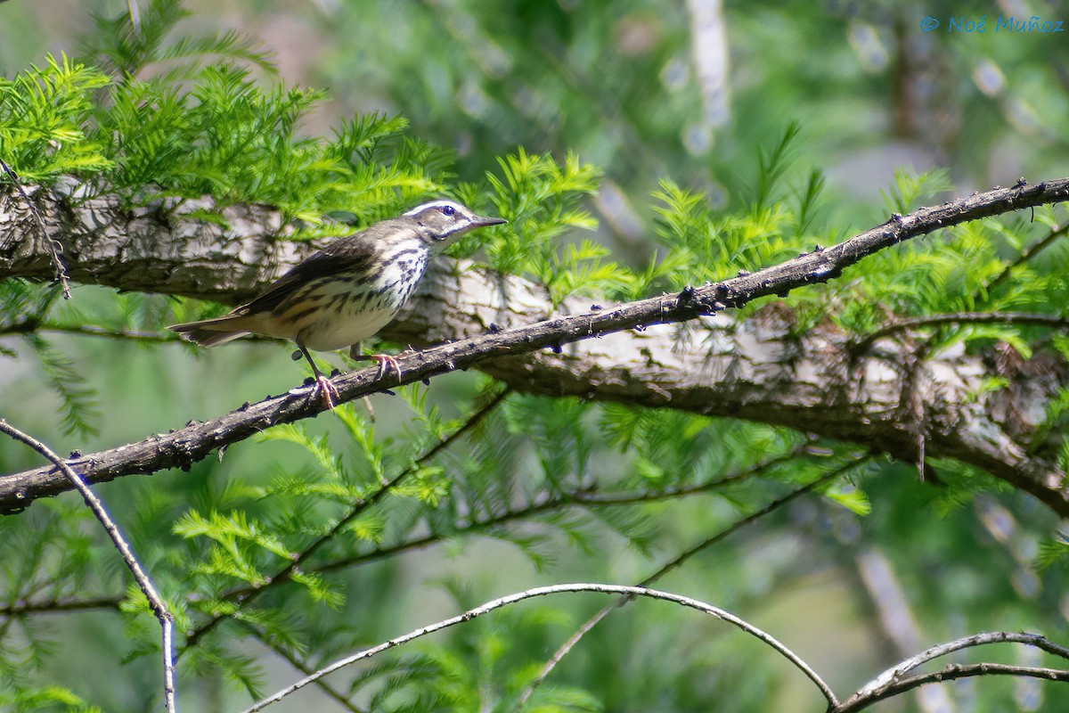 Louisiana Waterthrush - ML425598791