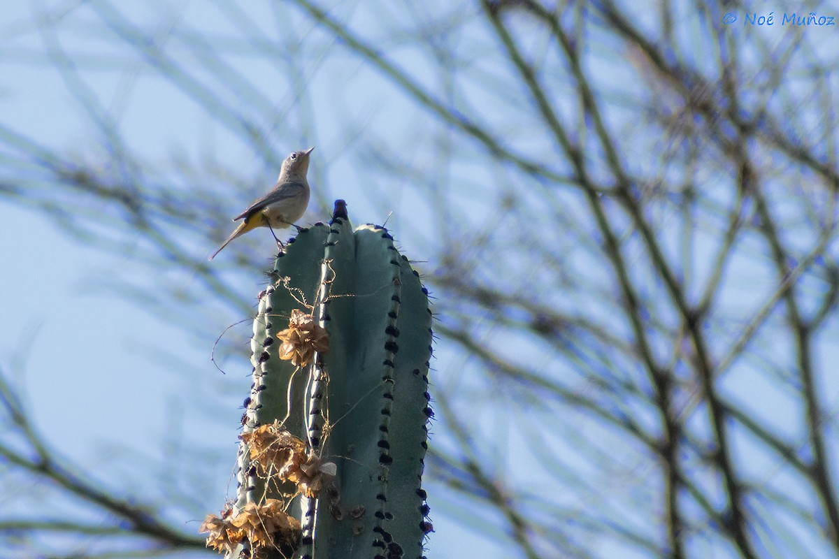 Virginia's Warbler - ML425598861