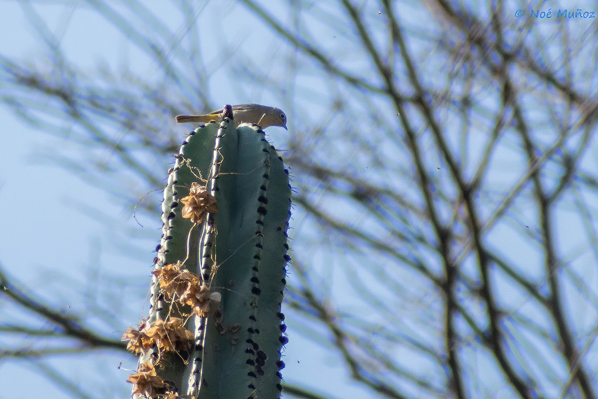 Virginia's Warbler - ML425598871