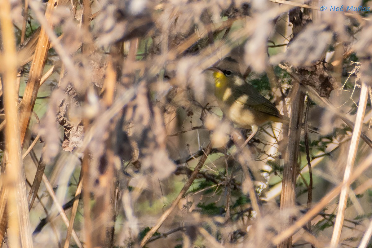 Gray-crowned Yellowthroat - ML425599021