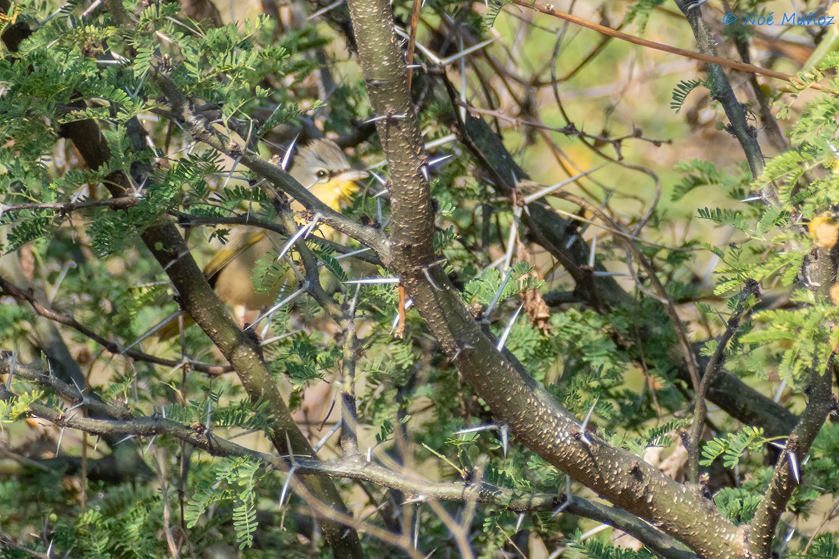 Gray-crowned Yellowthroat - ML425599041
