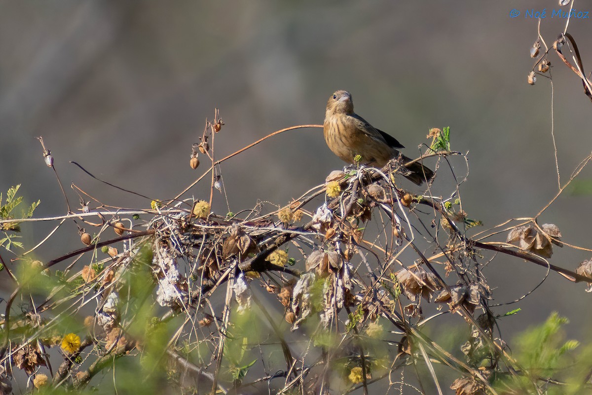 Blue-black Grassquit - ML425599421