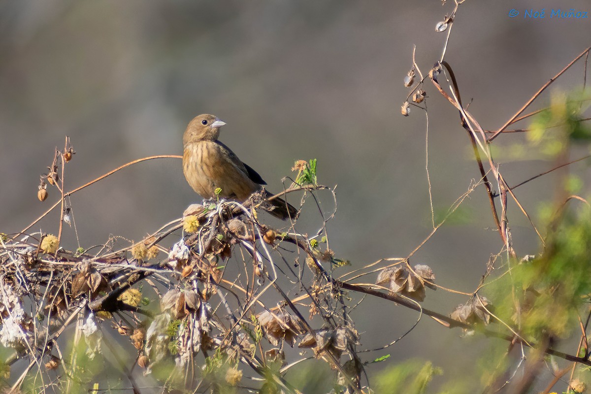 Blue-black Grassquit - ML425599441