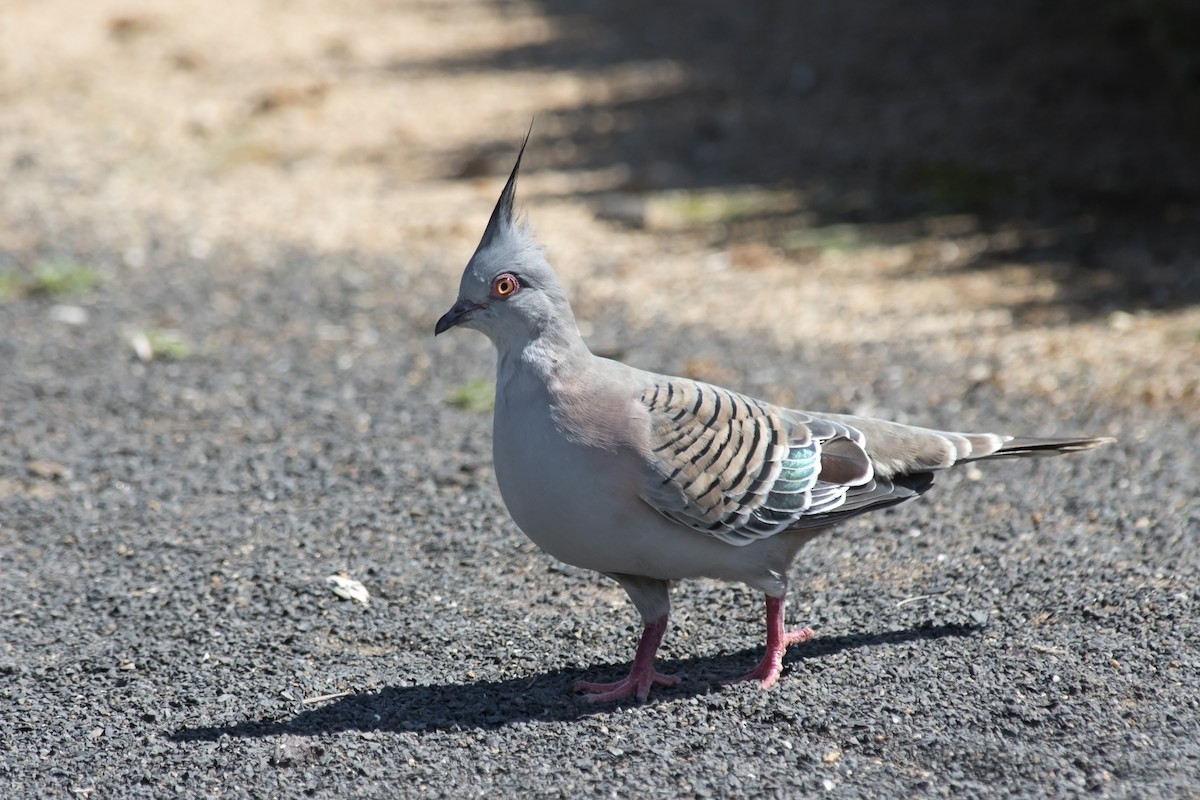 Crested Pigeon - ML425600481