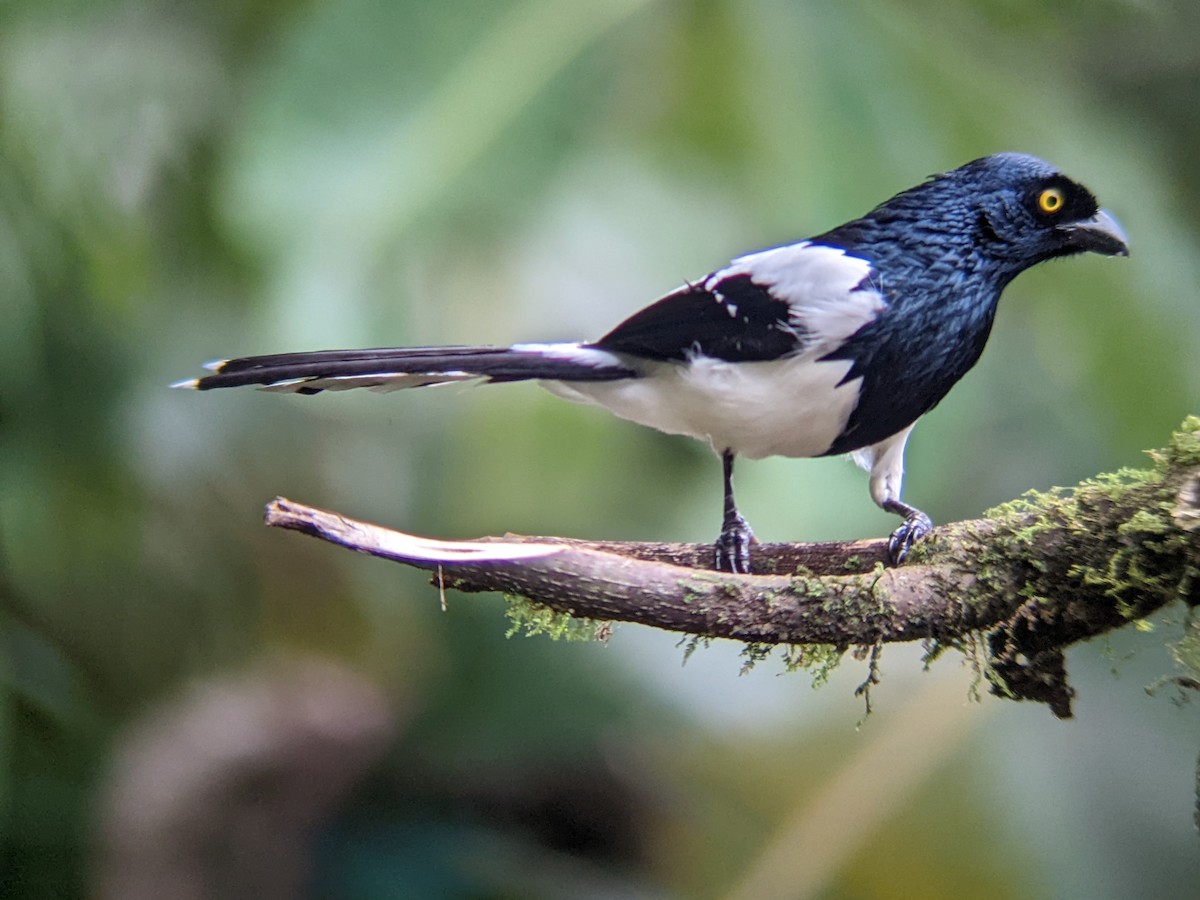 Magpie Tanager - ML425602401