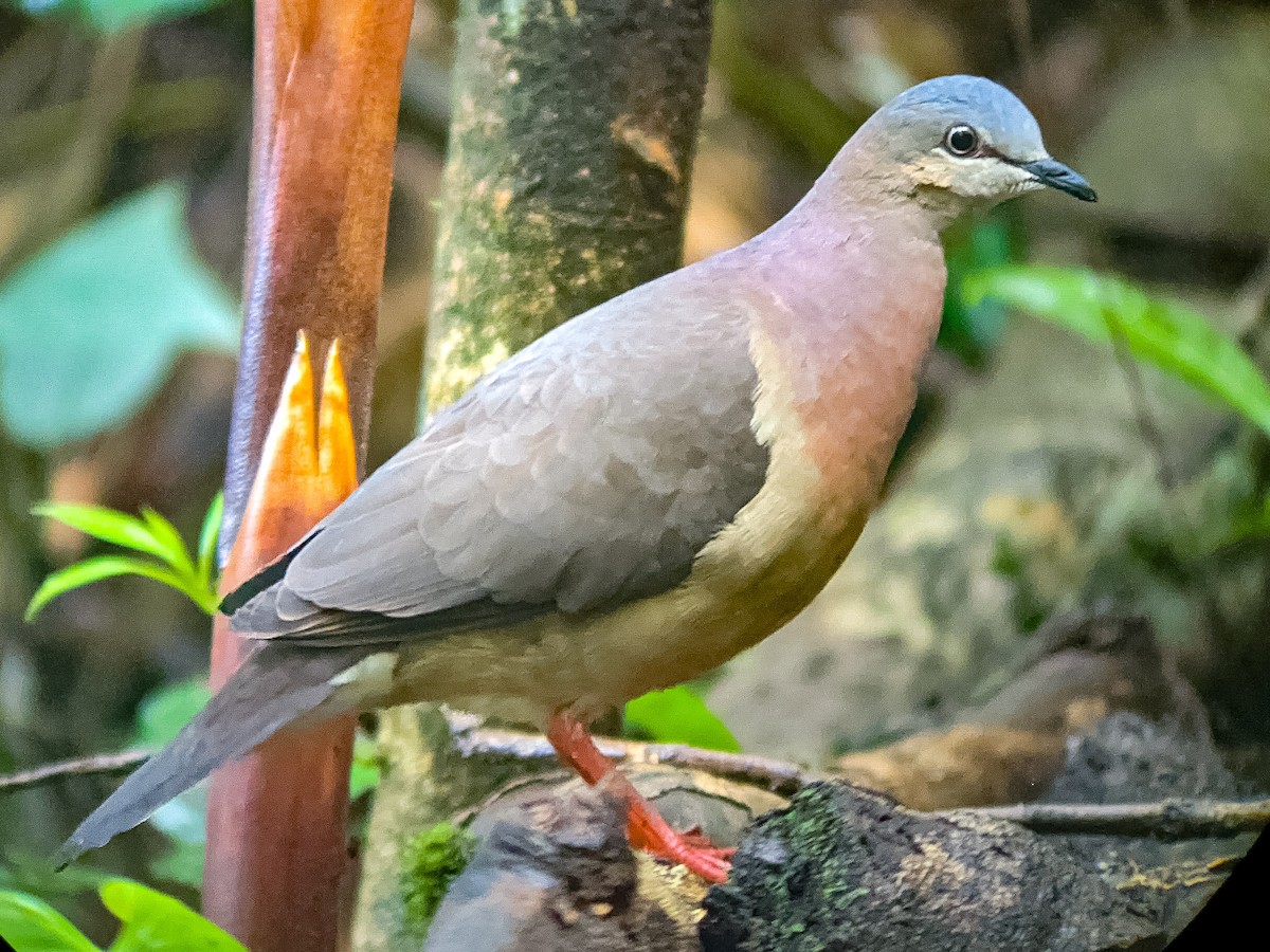 Tolima Dove - Johnnier Arango 🇨🇴 theandeanbirder.com