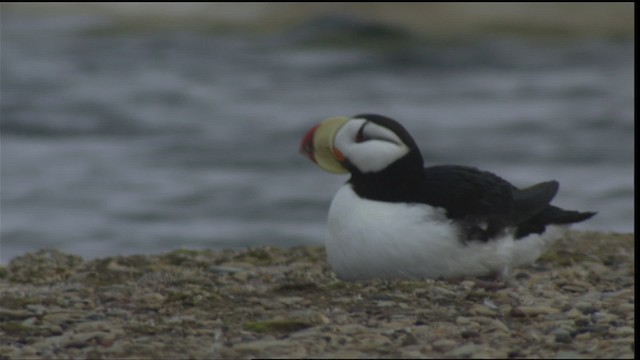 Horned Puffin - ML425604