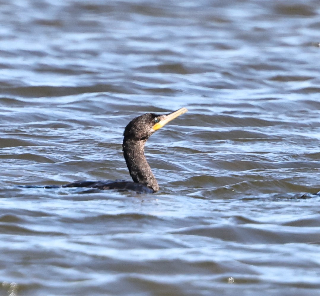 Neotropic Cormorant - ML425604571