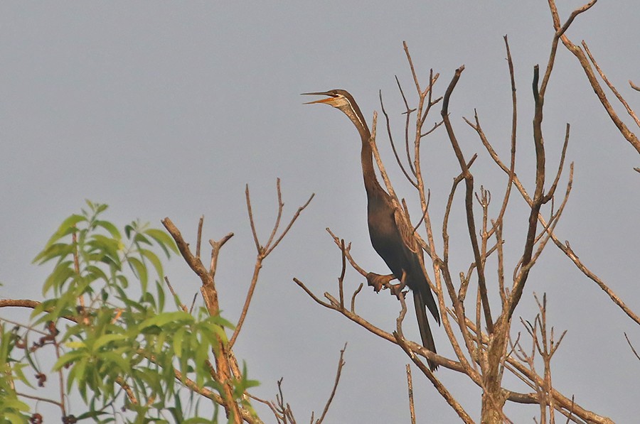 anhinga indomalajská - ML425604711