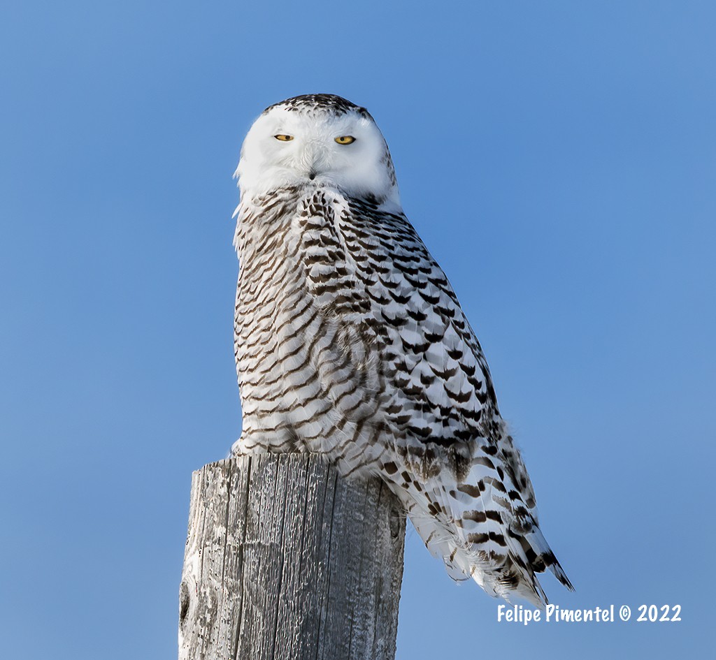 Snowy Owl - Felipe Pimentel