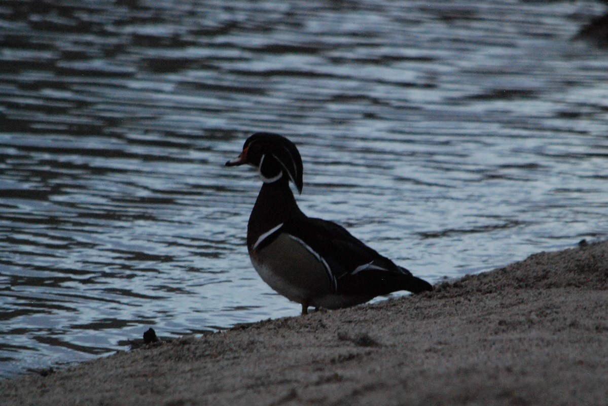 Wood Duck - ML425608631