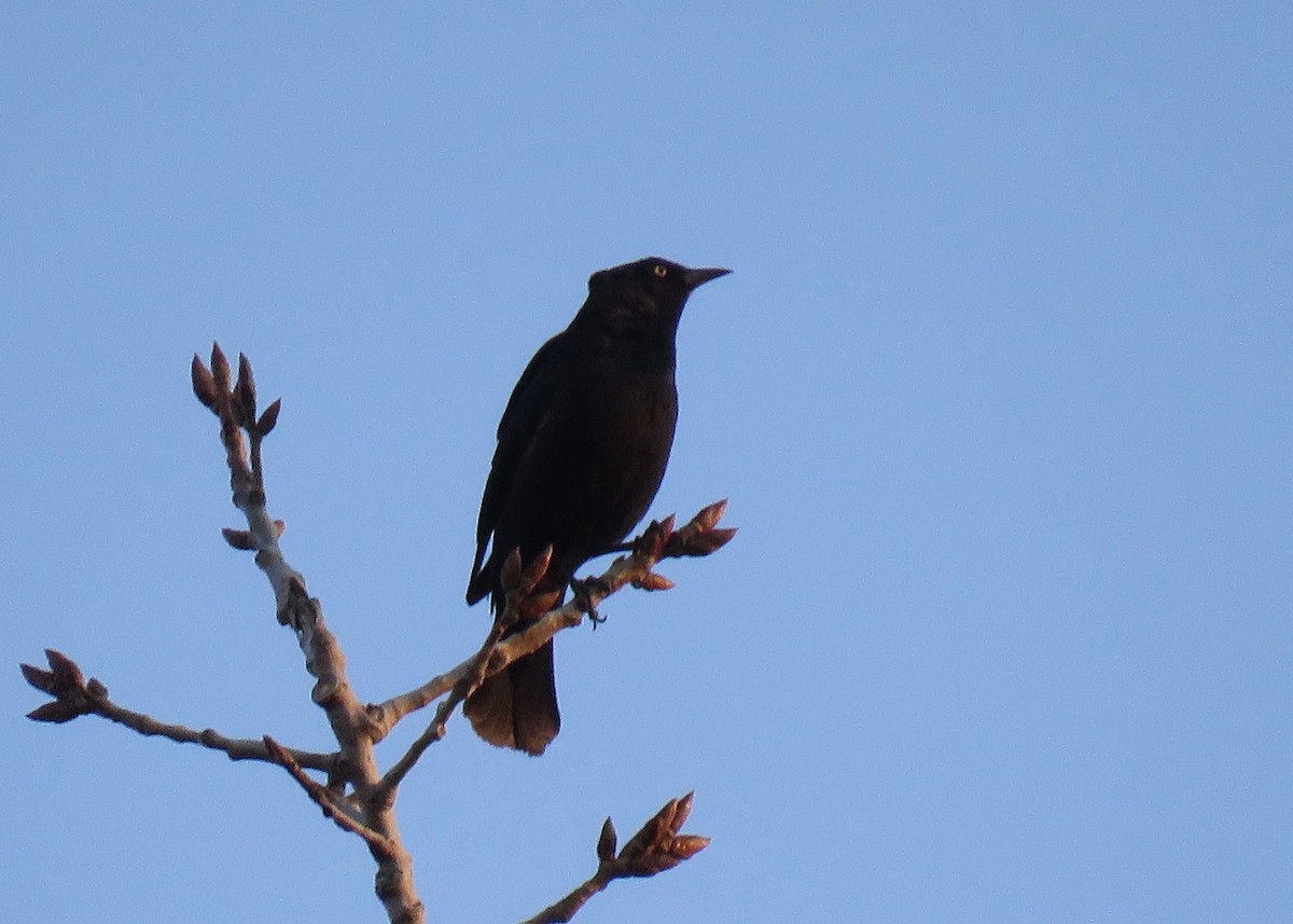 Rusty Blackbird - ML425609541
