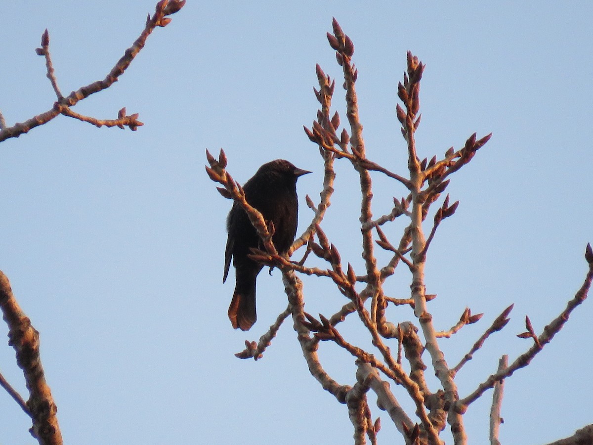 Rusty Blackbird - ML425609581
