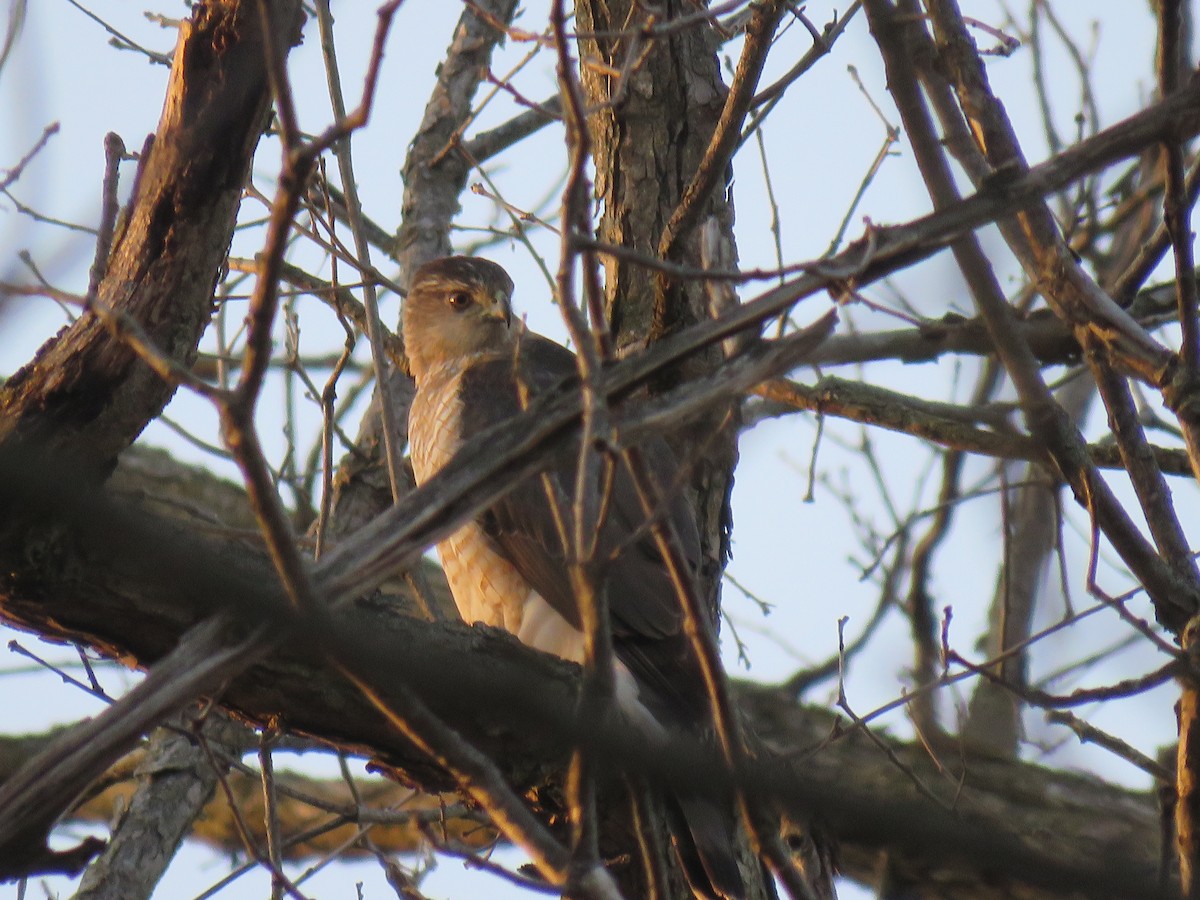 Cooper's Hawk - ML425609691