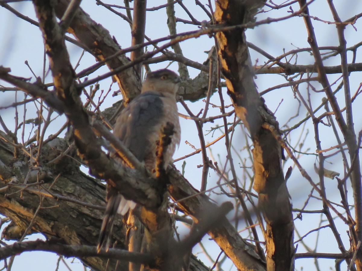Cooper's Hawk - ML425609721