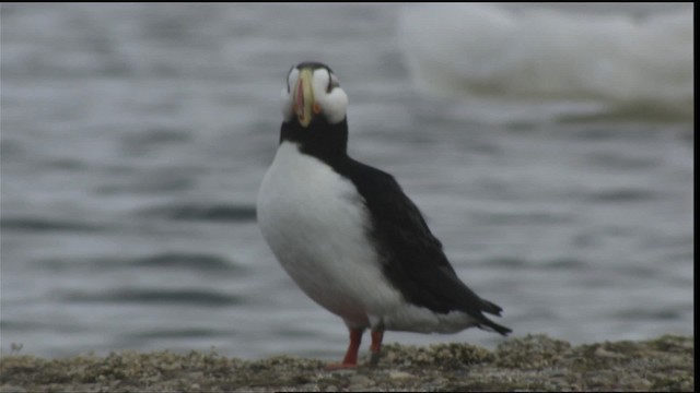 Horned Puffin - ML425610