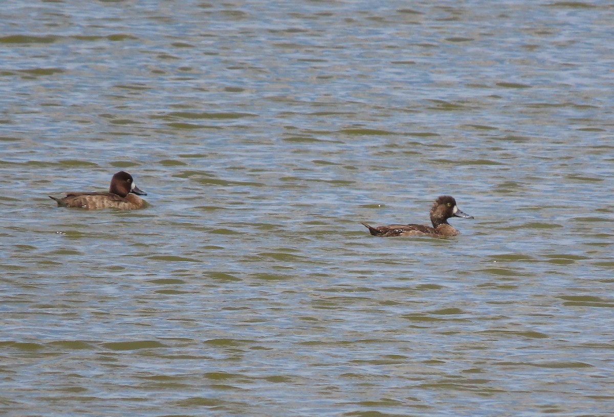 Lesser Scaup - ML425610411