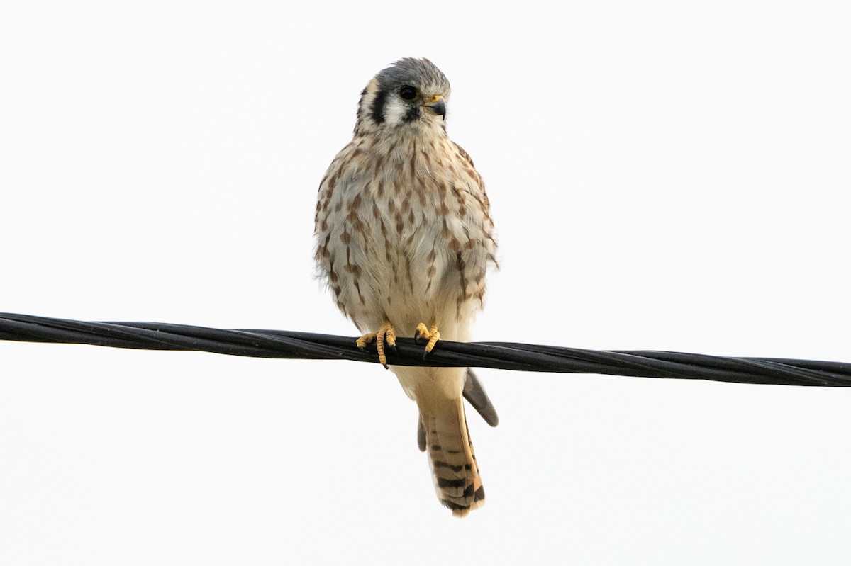 American Kestrel - ML425613181