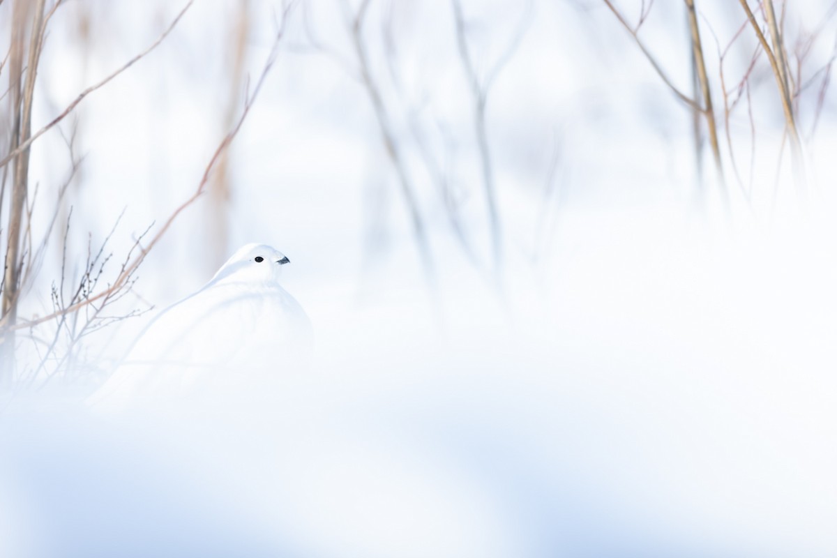 Willow Ptarmigan - ML425614091
