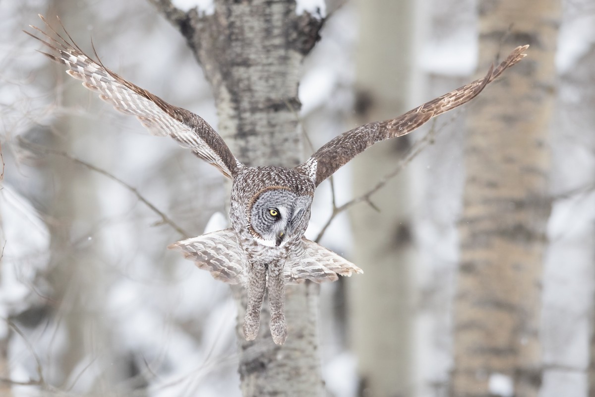 Great Gray Owl - ML425614831