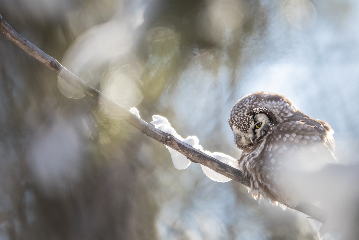 Boreal Owl - Nick Parayko