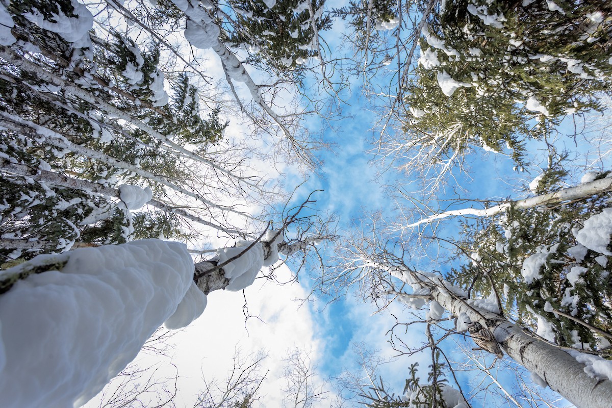 Civetta capogrosso - ML425615641