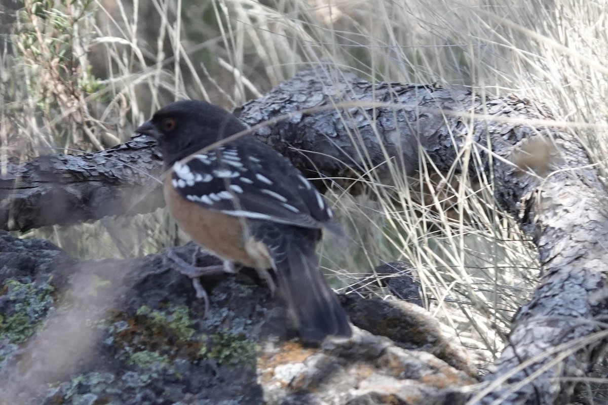 Spotted Towhee - ML425616871